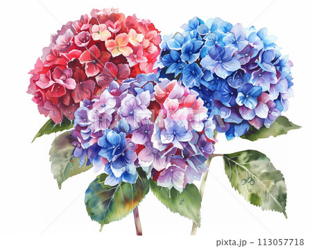 透明水彩で描かれた雨に濡れた美しい色彩の赤青紫色の紫陽花のイラスト