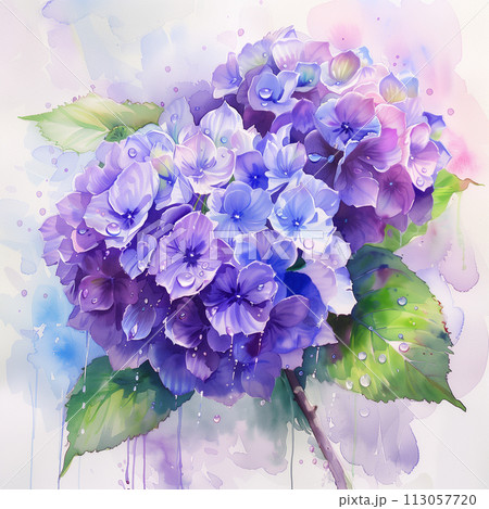 透明水彩で描かれた雨に濡れた美しい色彩の紫色の紫陽花のイラスト素材