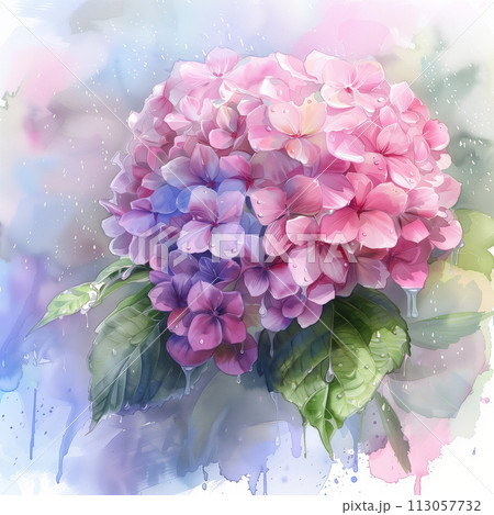 透明水彩で描かれた雨に濡れた美しい色彩のピンク色の紫陽花のイラスト