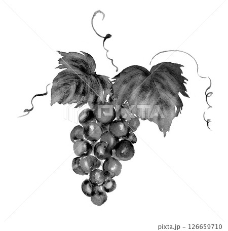 墨絵 果物 ブドウのイラスト素材 - PIXTA