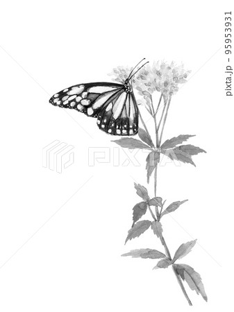 藤袴のイラスト素材 - PIXTA