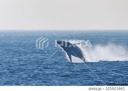 鯨 空飛ぶ クジラ くじらの写真素材 - PIXTA