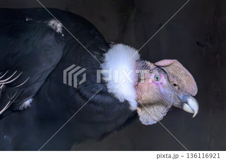 コンドル 鳥類 鳥 大型の写真素材 - PIXTA