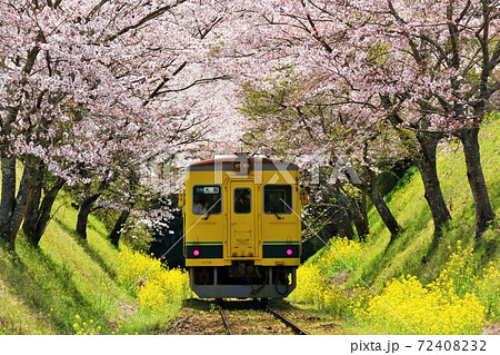 桜 春 鉄道 いすみ鉄道の写真素材 - PIXTA