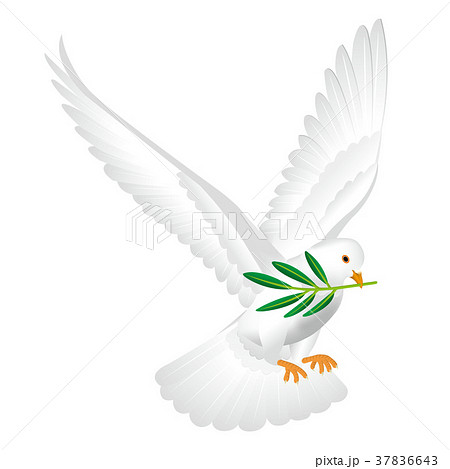 白い鳩のイラスト素材 - PIXTA