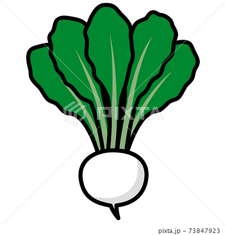 葉付きのカブのイラスト素材 - PIXTA