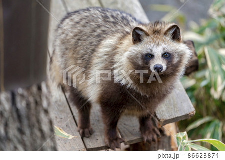 野生のタヌキの写真素材 - PIXTA