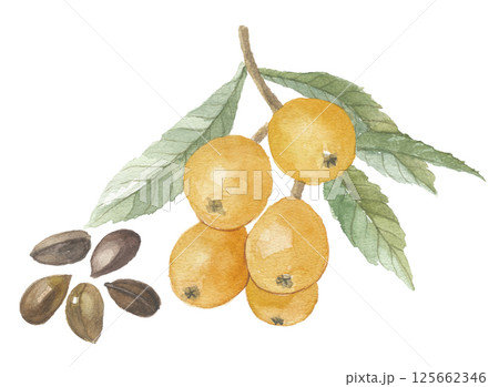 ビワ 枇杷 びわ 木のイラスト素材 - PIXTA