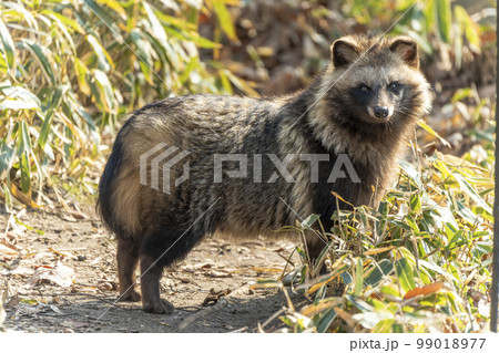 野生のタヌキの写真素材 - PIXTA