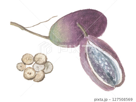 あけび つるの写真素材 - PIXTA