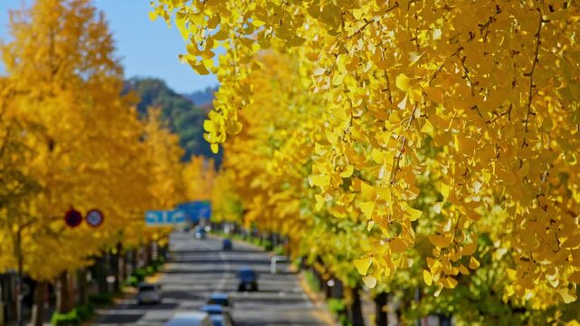 銀杏並木 Images – Browse 4,180 Stock Photos, Vectors, and Video