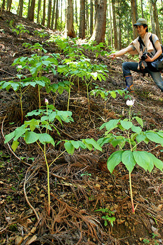 山中に希少種咲く「ベニバナヤマシャクヤク」 丹波市東部の山中 - 丹波新聞