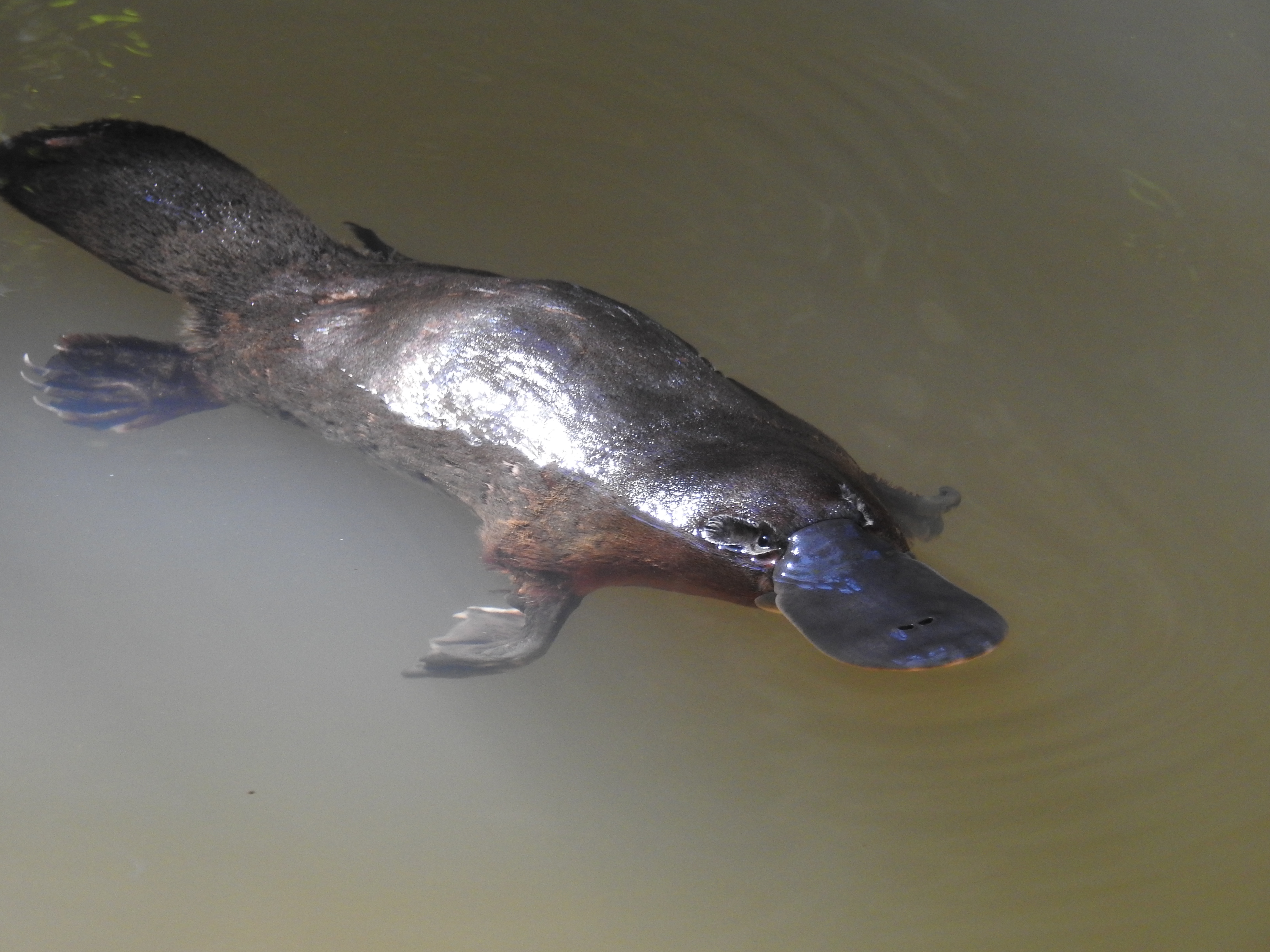 ケアンズ旅行記】野生のカモノハシを探しにピーターソン・クリークへ