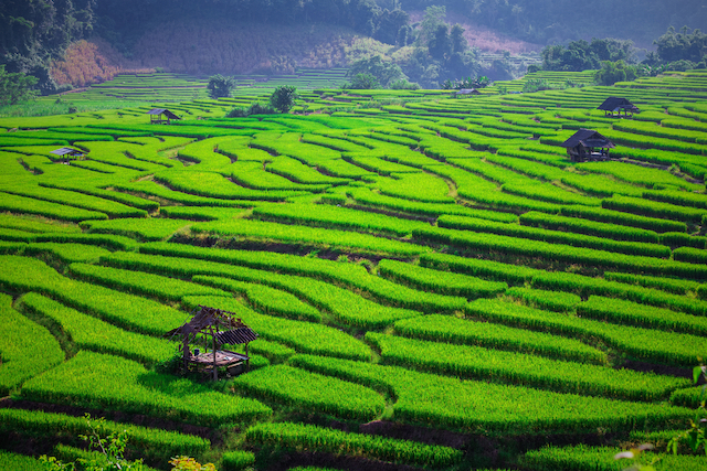 めくるめく、美しき世界の棚田風景4選 | TABIZINE～人生に旅心を～