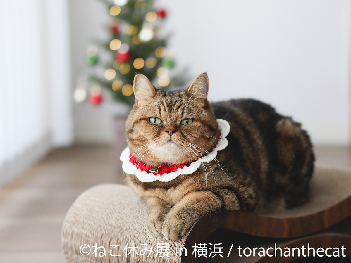 猫の祭典「ねこ休み展 in 横浜」】2年ぶり・12月14日から開催！早割