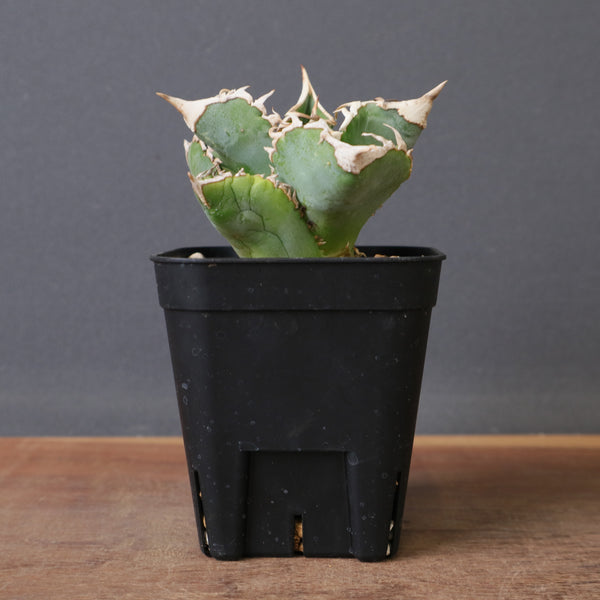 アガベ – 3ページ目 – TaiShoDo ONLINE SHOP