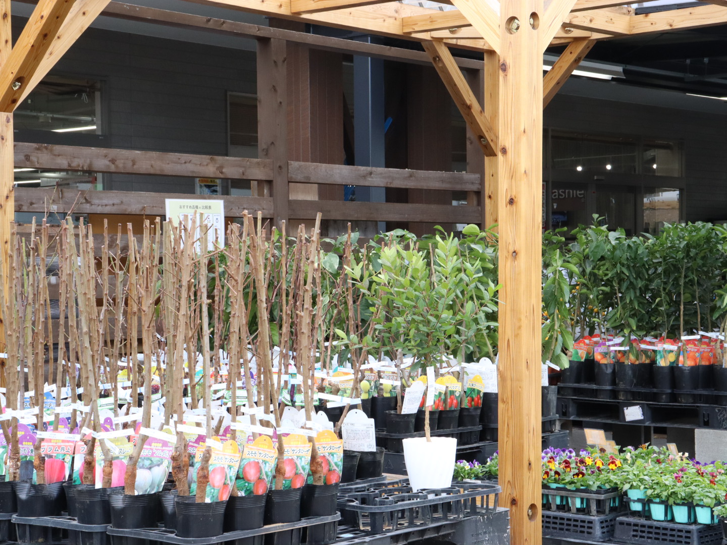 2025年 果樹苗入荷情報｜お知らせ｜TaiShoDo