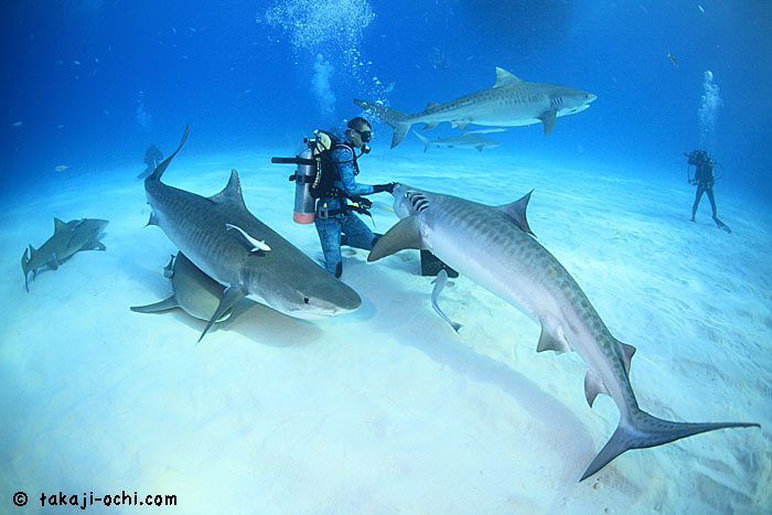 バハマ・タイガーシャークトリップ 2014 3日目、合計7個体のタイガー