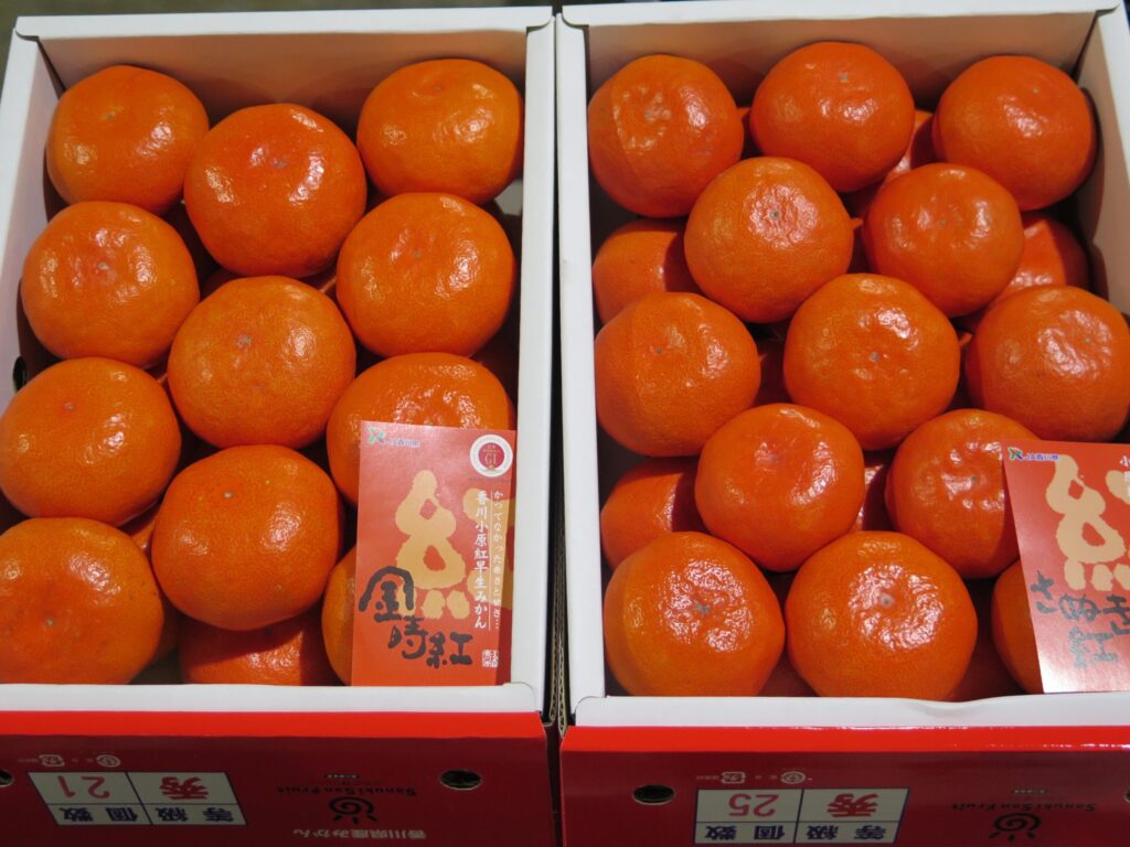 kazuページB・混合梱包品「小原紅早生3年生」＋「みはや」1本・合計2