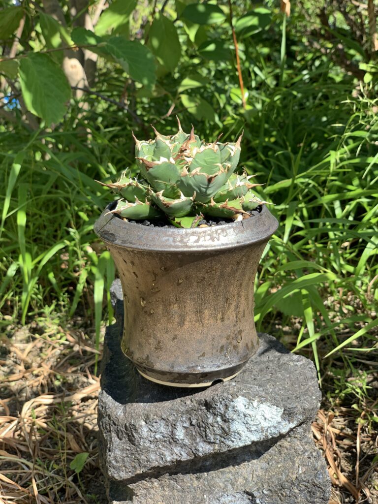 アガベ姫厳竜の魅力・育て方【保存版】｜初心者でも簡単！人気のコツと