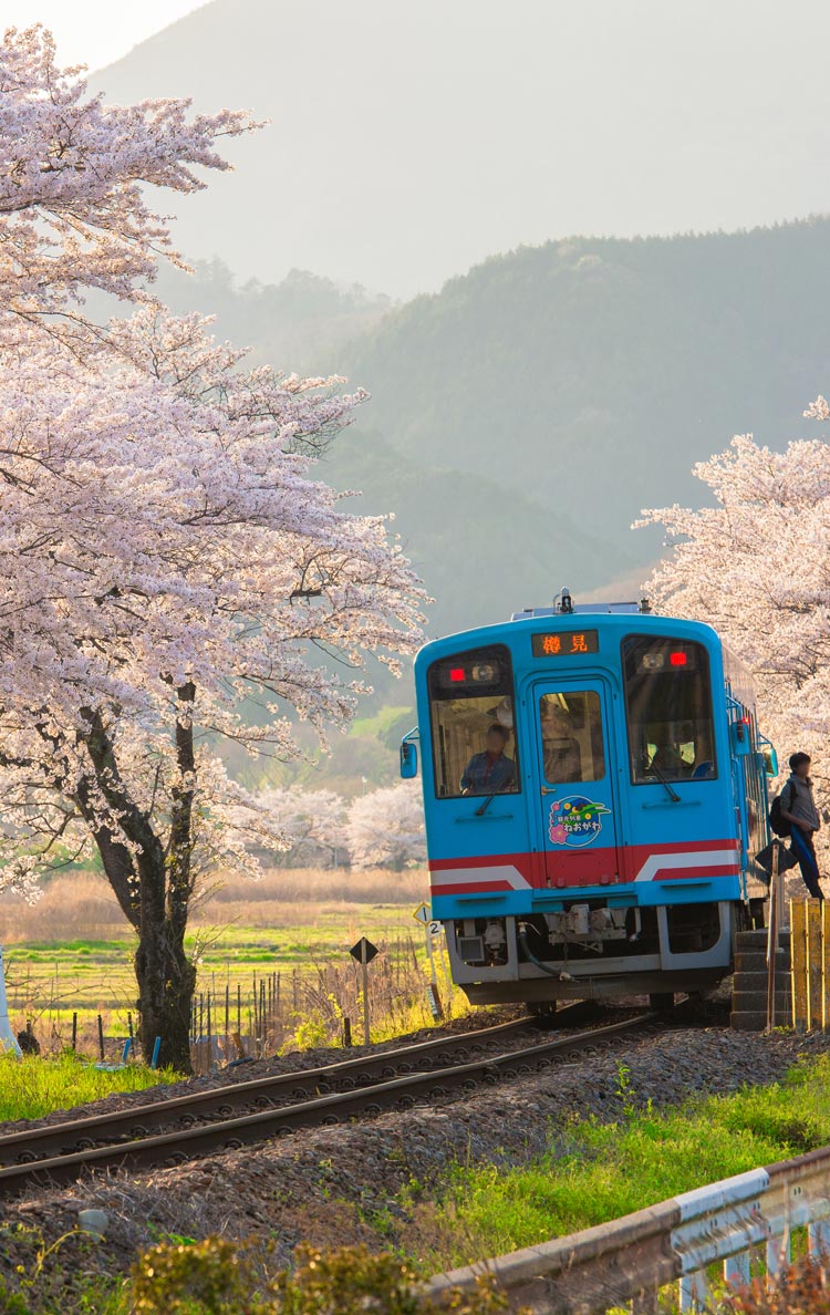 公式】樽見鉄道｜TARUTETSU！