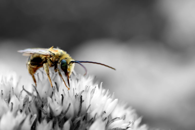 ズーロジスト】ビーの香水レビュー｜女王蜂に捧ぐ