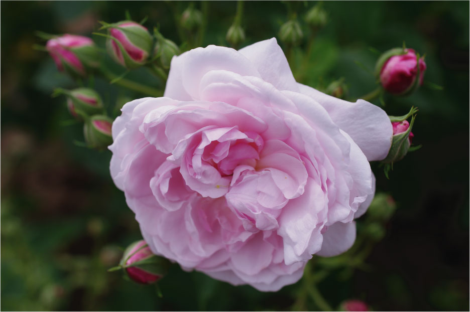 バラ苗販売のローズアンティーク/ランブラー・ローズのアルカタ