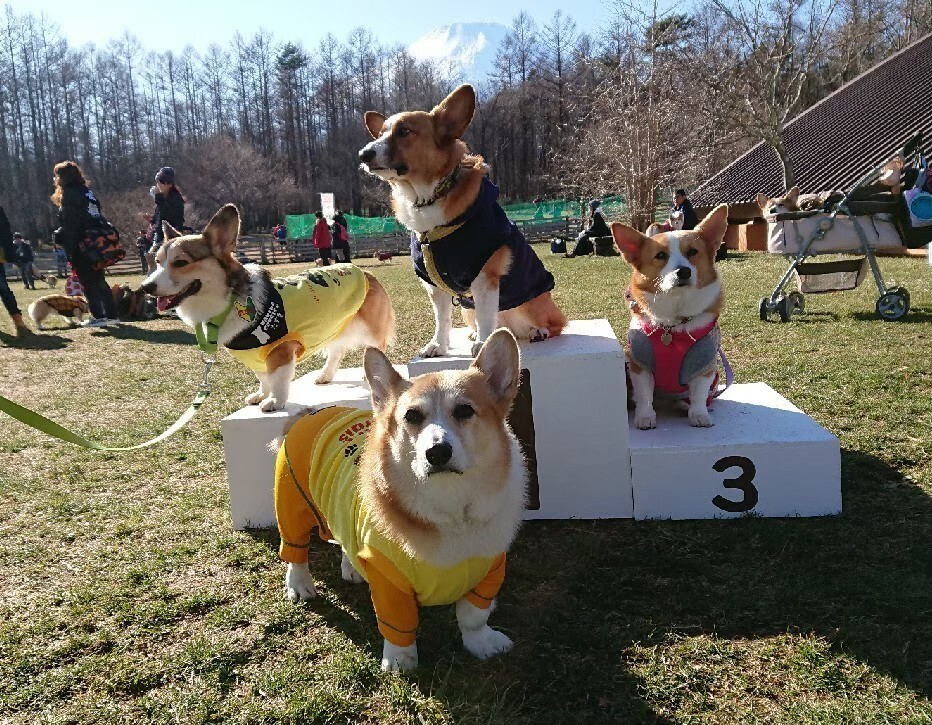 SmileCorgiCaraban presents【AJC2024 大運動会】 参加抽選申込【AJC