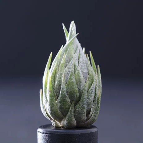 Tillandsia Kautskyi - Extremely Rare Air Plant – The Artizan Way