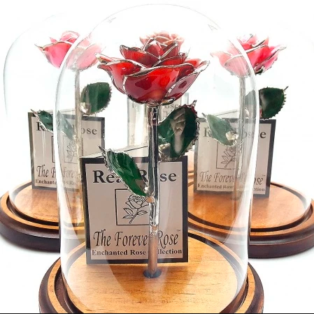 Enchanted Roses | Beauty and the Beast Rose for Sale Tagged