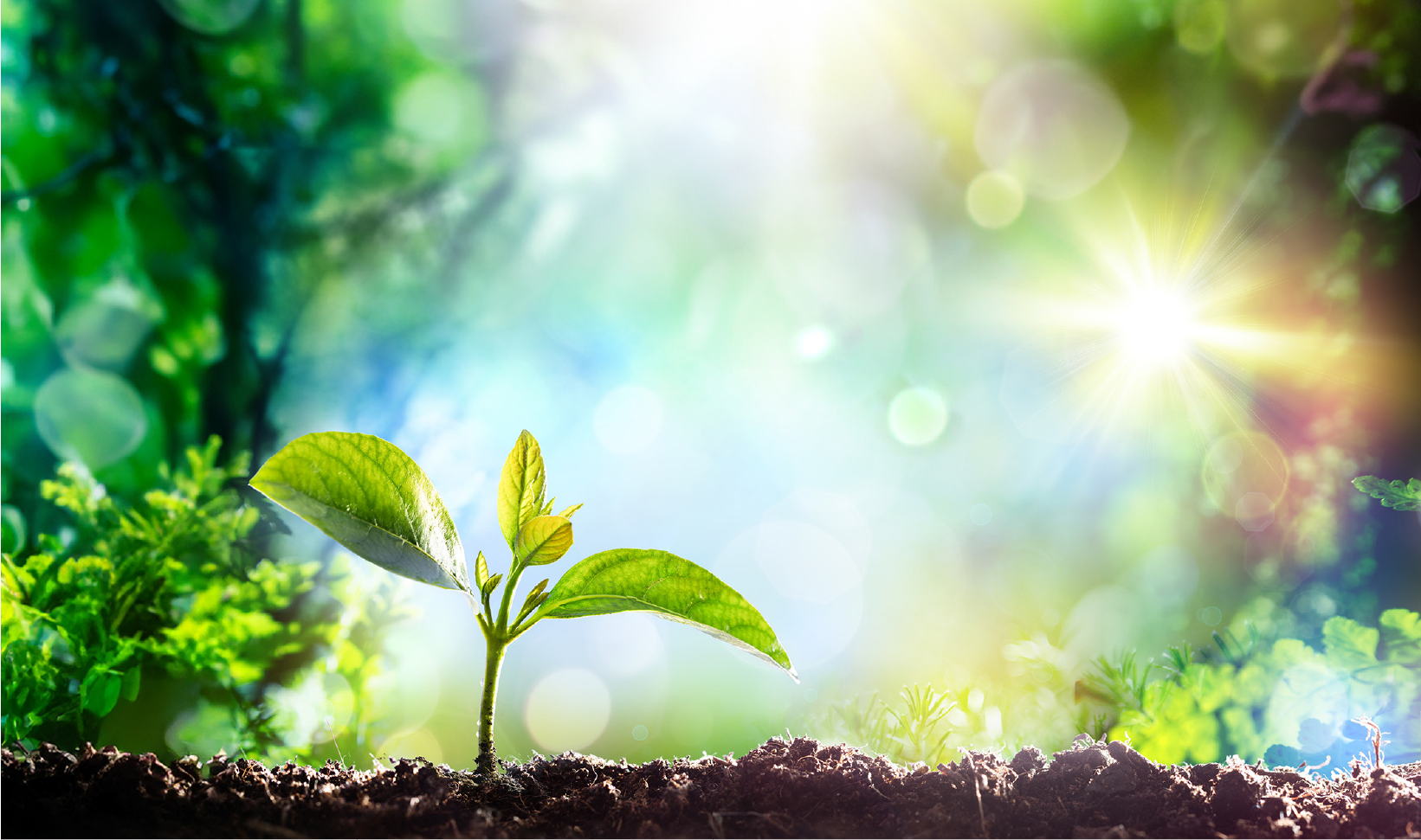 マイアイテム定期便》ビューティーファットバーンEX｜three-firsts