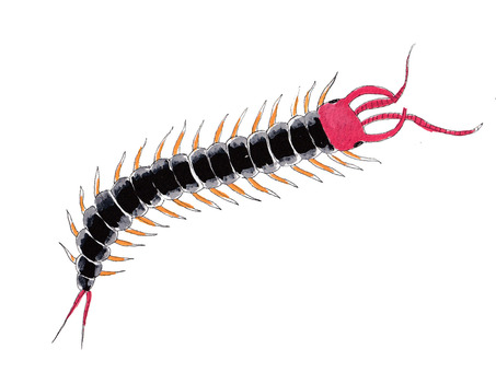 蜈蚣イラスト｜無料イラスト・フリー素材なら「イラストAC」