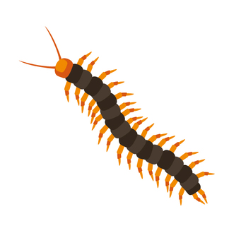 百足虫イラスト｜無料イラスト・フリー素材なら「イラストAC」