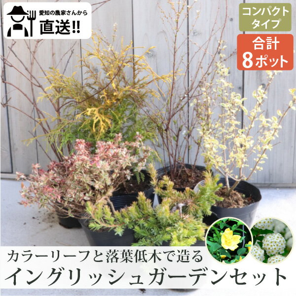 楽天市場】低木 セット（植木｜ガーデニング・農業）：花・ガーデン