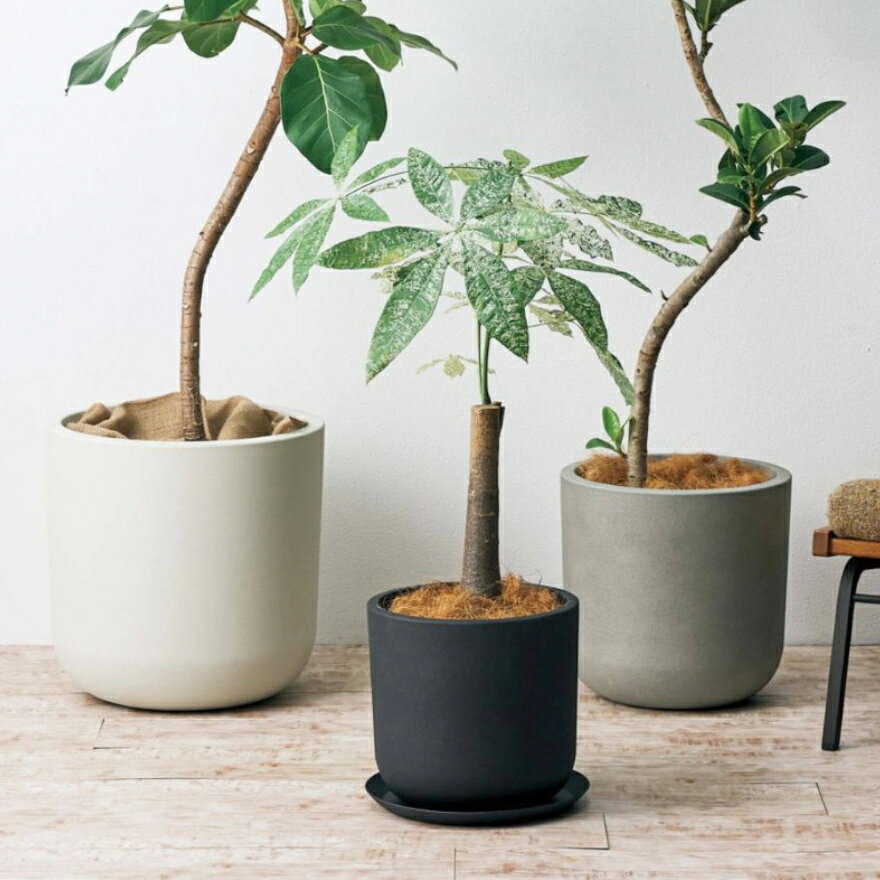 楽天市場】観葉植物 10号（植木鉢・プランター｜ガーデニング・農業