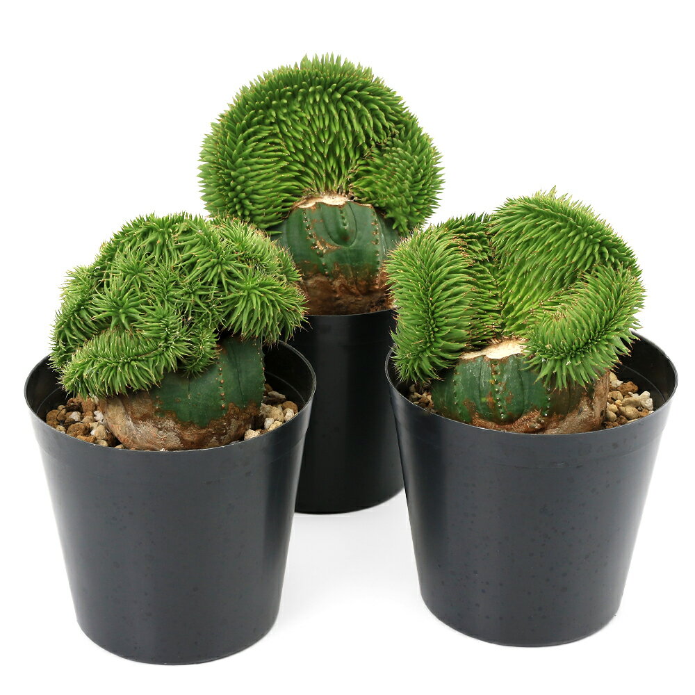 楽天市場】綴化（サイズ（植木鉢）～ 3号）（観葉植物｜花・観葉植物