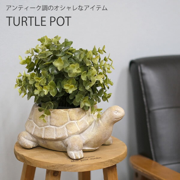 楽天市場】亀甲竜（植木鉢・プランター｜ガーデニング・農業）：花