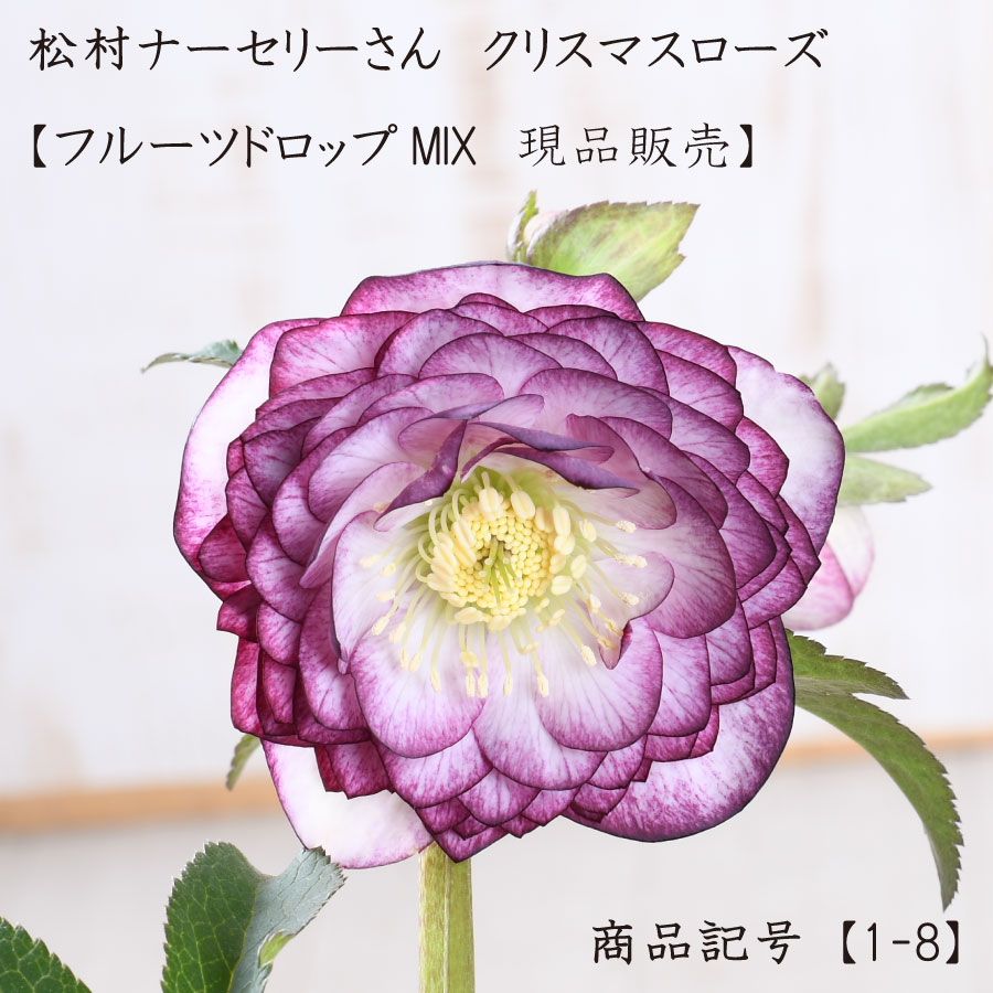 楽天市場】大木ナーセリー クリスマスローズの通販