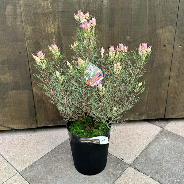 楽天市場】ジョーイセルリアの通販