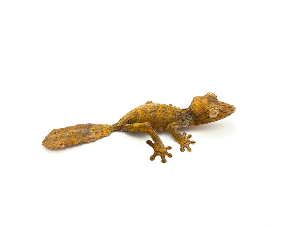 Henkel's Leaf Tailed Gecko (Uroplatus henkeli) for sale – TikisGeckos