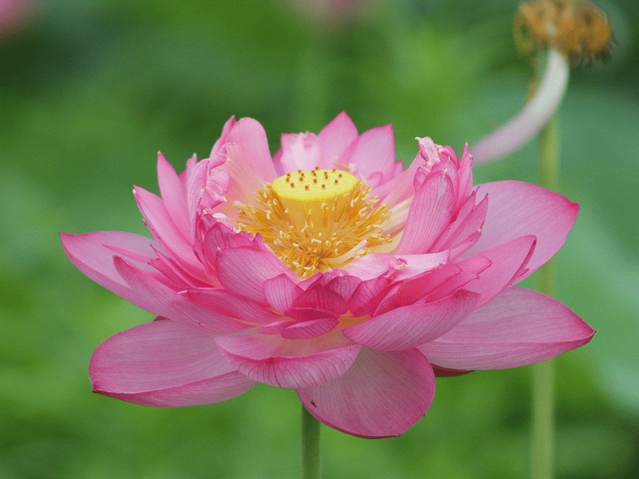 水生植物とは | 杜若園芸【公式コーポレートサイト】