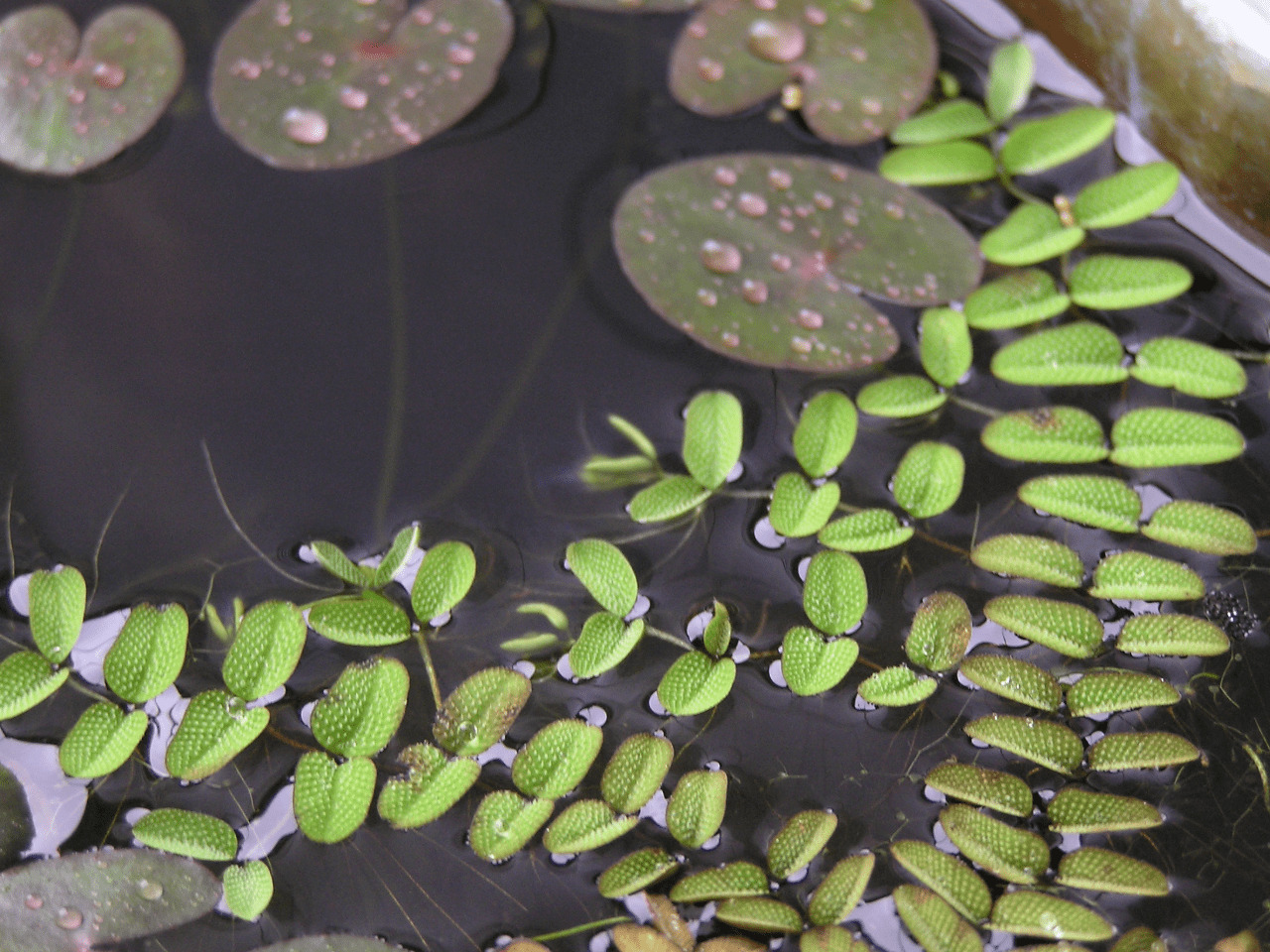 水生植物とは | 杜若園芸【公式コーポレートサイト】