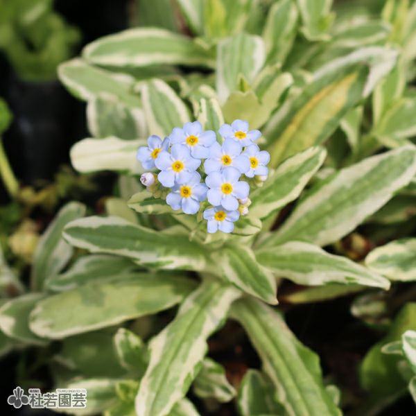 水生植物】 フイリワスレナグサ | 杜若園芸WEBショップ｜水草の生産