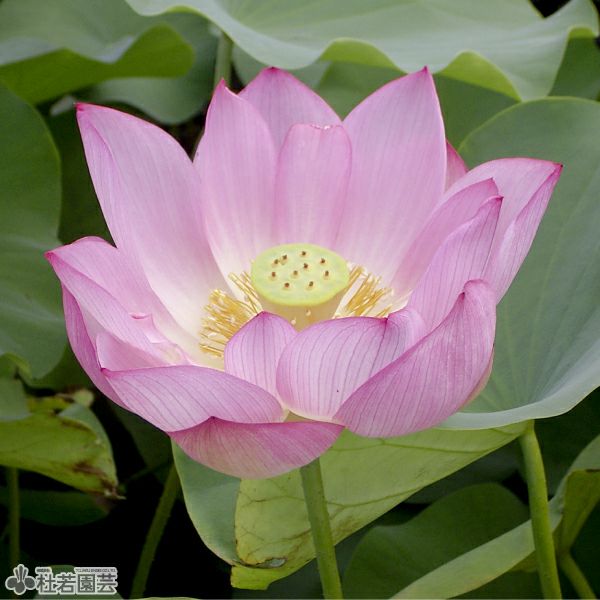 蓮、ハス】藤壺蓮(とうこれん)【大型種】 | 杜若園芸WEBショップ｜水草