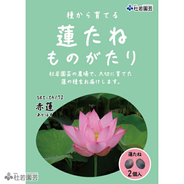5袋までメール便対応】蓮たねものがたり-紫玉蓮(しぎょくれん)【小型種