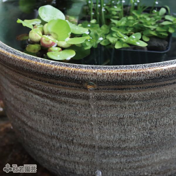 信楽焼メダカ鉢カンタンビオトープセット | 杜若園芸WEBショップ｜水草