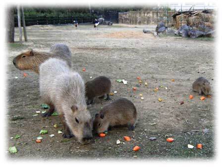 カピバラ | 動物紹介 | とくしま動物園