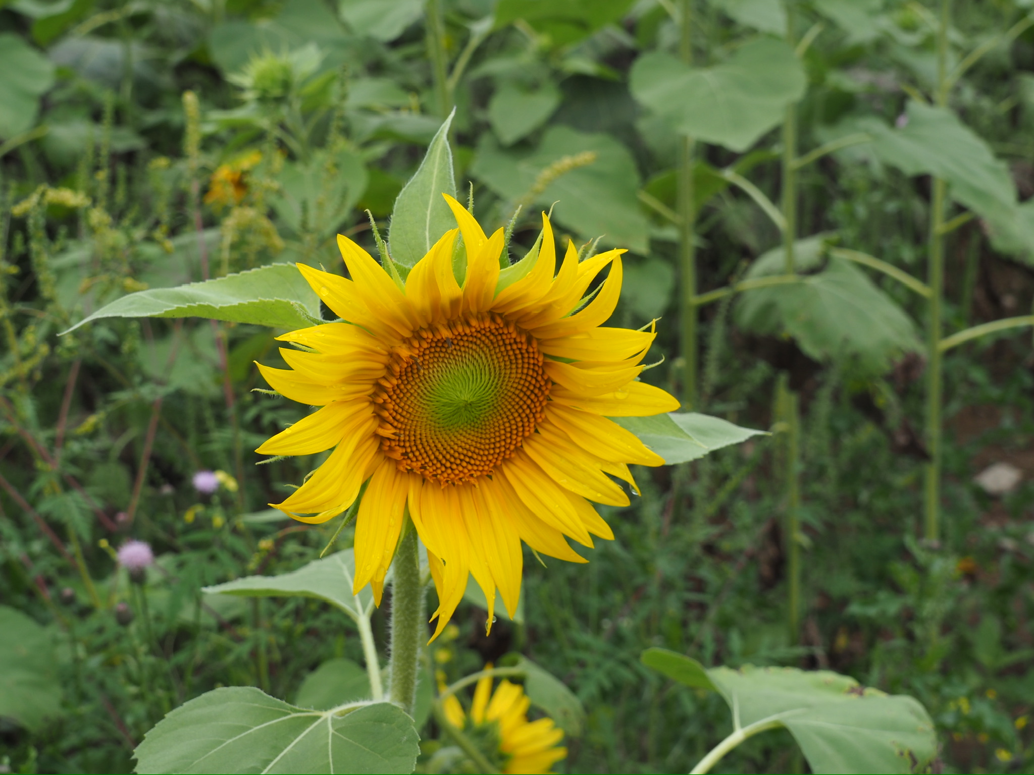 003 【NJの巨大ひまわり畑】Sussex County Sunflower Maze - with my