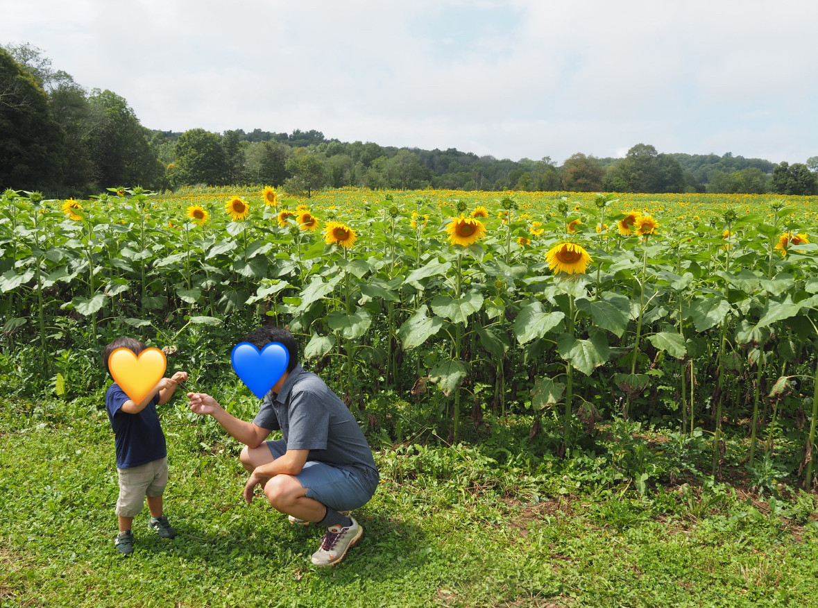 003 【NJの巨大ひまわり畑】Sussex County Sunflower Maze - with my