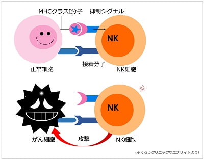 免疫系で活躍するNK細胞 | 東京キャンサークリニック